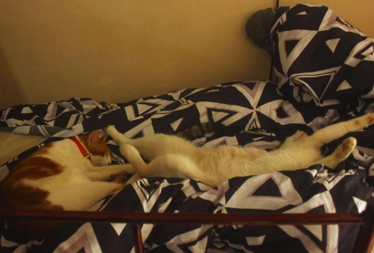 Everyday Cat Hostel Batumi